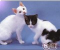 美国短尾猫喂养要求