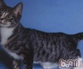 美国短尾猫形状特征