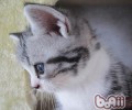 美国短尾猫的种类介绍