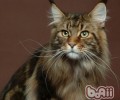 缅因猫的喂养要求