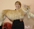 缅因猫的维护常识