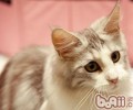 缅因猫的形状特征