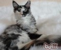 缅因猫的种类简介