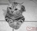 美国短毛猫的维护常识