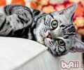 美国短毛猫的性格特点