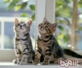 美国短毛猫的形状特征