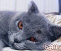 怎么悄然戒掉猫咪挑食的坏毛病