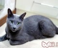 被猫咪抓伤要及时处理
