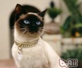 关于猫咪绝育这些八大知道是过错的