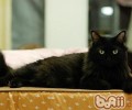 猫咪绝育问题你有什么顾忌
