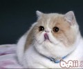 猫咪为什么会在门口等候主人回家