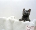 养猫咪的一起怎么养殖其他小动物
