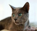 常见的猫草有哪些品种