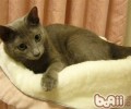 关于猫咪的饮食忌讳有哪些