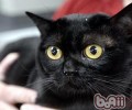 怎么选择纯种猫咪