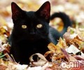 初度养猫的主人应该挑选成年猫仍是幼猫