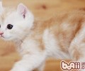 导致猫咪中暑的原因有哪些