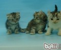 猫咪夏日养殖注意事项