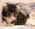 猫咪过度食用鸡肝的损害