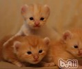 猫家长会犯的十大过错