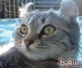 猫咪最厌烦的三件事你了解吗