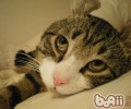 猫咪养分手册之克己猫罐头