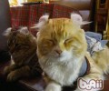 猫咪养分手册之选择猫维他命补充物