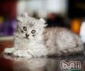 猫咪养分手册之挑选优质猫咪奶粉