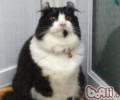 猫咪养分手册之养分和健康休戚相关