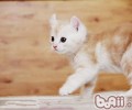 猫咪养殖备忘录