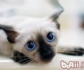 猫咪七岁后要改吃专用猫粮你知道吗