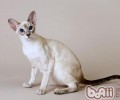 猫咪为什么会刨食盆里猫粮