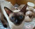 怎么选择优质猫粮