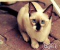 干的猫粮好仍是湿的猫粮好
