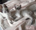 给猫咪接种疫苗的注意事项
