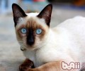 猫咪吃“猫食”会养分失调