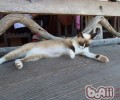 猫咪吃鱼健康吗