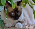 母猫对小猫的重要性