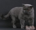 猫咪网购的六大知识