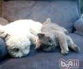 刚出生的猫咪怎样护理