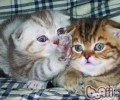 猫咪的断趾手术——它仍是猫吗