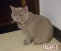 猫粮知多少的宠物食品