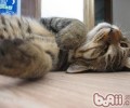 猫咪只吃猫粮健康吗？