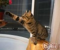 怎么给你的猫咪干洗