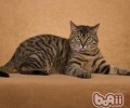 猫咪喜爱爬床睡觉该怎么办