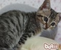 猫咪爱喝脏水怎样处理