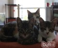怎样给猫咪洗脸