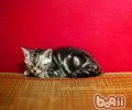 关于猫咪的安乐死