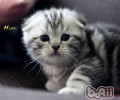 大热天猫咪为什么不像狗相同吐舌头