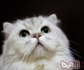 猫咪疫苗到底有几联
